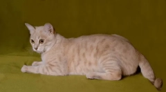 Austrálska hmla: misty cat