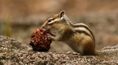 Ázijský chipmunk