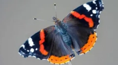 Admiral butterfly: popis a životný štýl