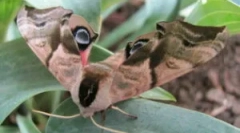 Butterfly brahnik: popis a typy