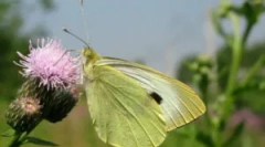 Butterfly - kapusta a húsenice na kapusty