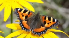 Butterfly utility: popis a životný štýl