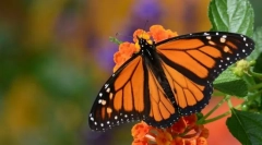 Butterfly monarch