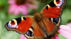 Butterfly pávové oko