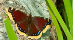 Butterfly turnitsa