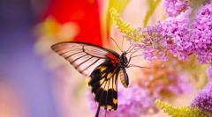 Motýle a ich životný štýl