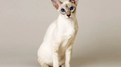 Balinesian cat (balinese, balinise)