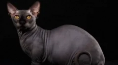 Bambino - zázrak na krátke nohy