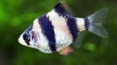 Barbasa, alebo usachi (puntius)