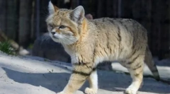 Rozvetvená mačka: plemeno funkcie