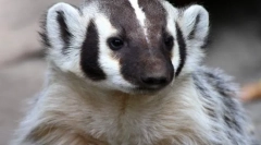 Americký badger
