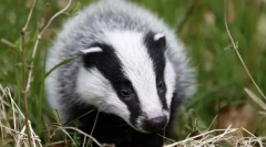Badger