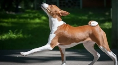 Basenji (foto): tichý lovec, veselý a energetický priateľ