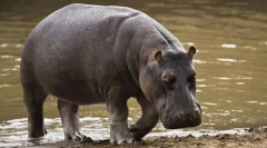 Hippopotamus