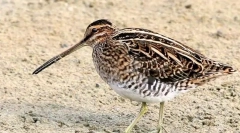 Bekas (foto): starostlivé lesné jahňacie mäso