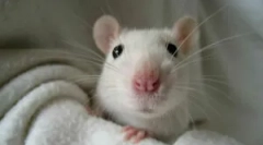 Biely domov potkan a podmienky