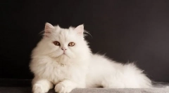 Biela mačka (foto): vlastnosti charakteru, starostlivosť o snow-white krása