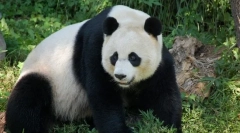 Biela panda