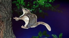 Lietajúca veverička