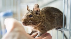 Vážení proteíny doma