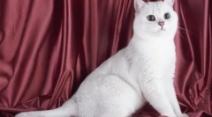 Biele britské mačky