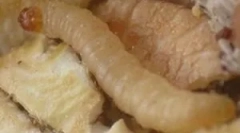 Biele červy v kuchyni doma