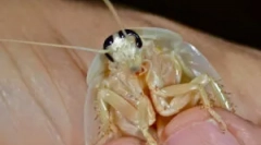 Biele a transparentné šváby