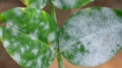 Biely nájazd na izbách a spôsoby, ako s ním