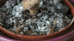 Biely kvet na zemi v kvetináčoch a čo robiť s ním