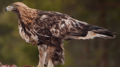 Berkut - vladyka nebe