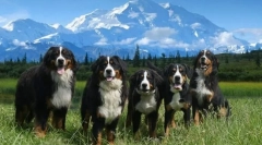 Bernse zennenhund (foto): pes, ktorý sa usmieva