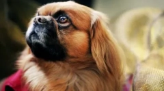 Mad rating: najviac hlúpych plemien psov