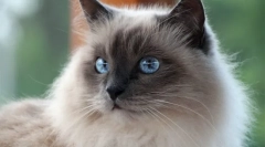 Barmská mačka (foto): budhistické chrámy sväté stráž