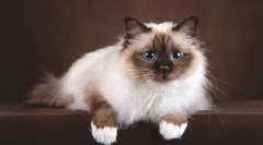 Barmská mačka (posvätná barma)