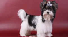 Beaver york (photo): oživil plyšovej hračku na rukách