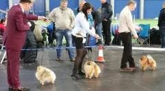 Podnikateľský projekt: pomeranian spitties nursery