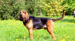 Blohehund (foto): lojálny a venovaný priateľ s ušľachtilými spôsobmi