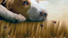 Blchy na podlahe a jeho spracovanie z parazitov