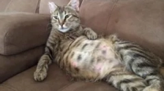 Blchy v tehotnej, ošetrovateľskej mačke a novorodencov