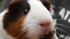 Blchy na morčiat: diagnostika a liečba