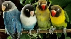 Blchy z papagájov a ako ich priviesť