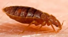 Blchy v pohovke a posteli: čo priniesť?