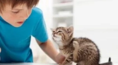 Blcha zvieratá na človeku