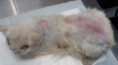 Blcha dermatitída u mačiek: symptómy a liečba