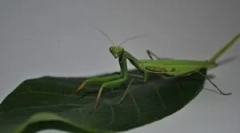 Mantis: popis, názory a životný štýl