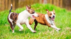 Bojujte psom (fotografie): kombinácia moci a oddanosti