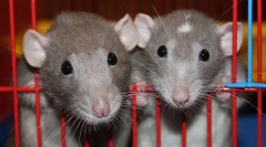 Choroby dekoratívnych potkanov: symptómy chorôb a liečby