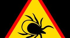 Choroby prenášané kliešťami a ich príznakmi