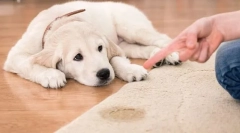 Choroby obličiek a močového systému