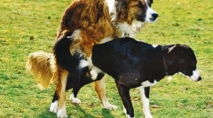 Choroby reprodukčného systému na sučku